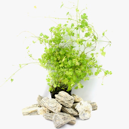 Hydrocotyle tripartita (Japan) in pot